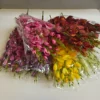 Mieczyk mix kolor-72szt-kodMRC1247