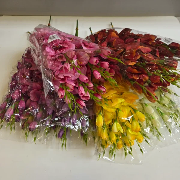 Mieczyk mix kolor-72szt-kodMRC1247